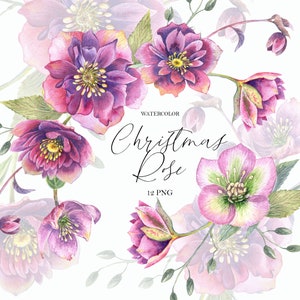 Aquarell Weihnachtsrose, Christrose Clipart, rosa Blume, lila Farbe, Blumenhochzeitskarten, Geburtstagseinladung, digitale Clipart PNG