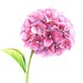 Evgenia