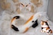 Cosplay Calico Cat Ears and Tail 