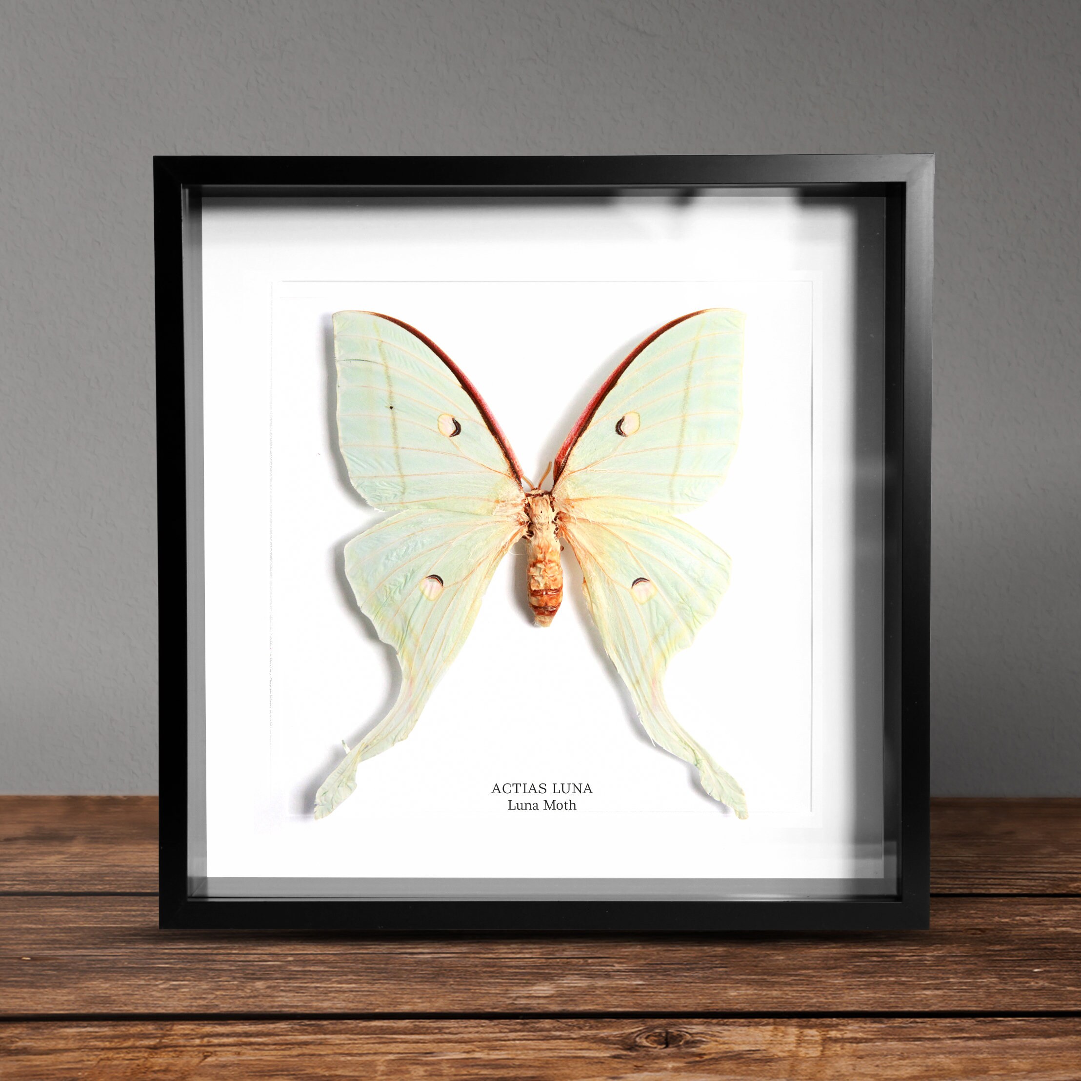 The Luna moth (Actias Ningpoana) Box Frame taxidermy entomology photo…