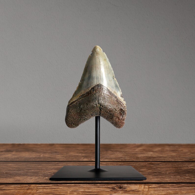 Large Megalodon Tooth on metal stand 20 million years old Etsy