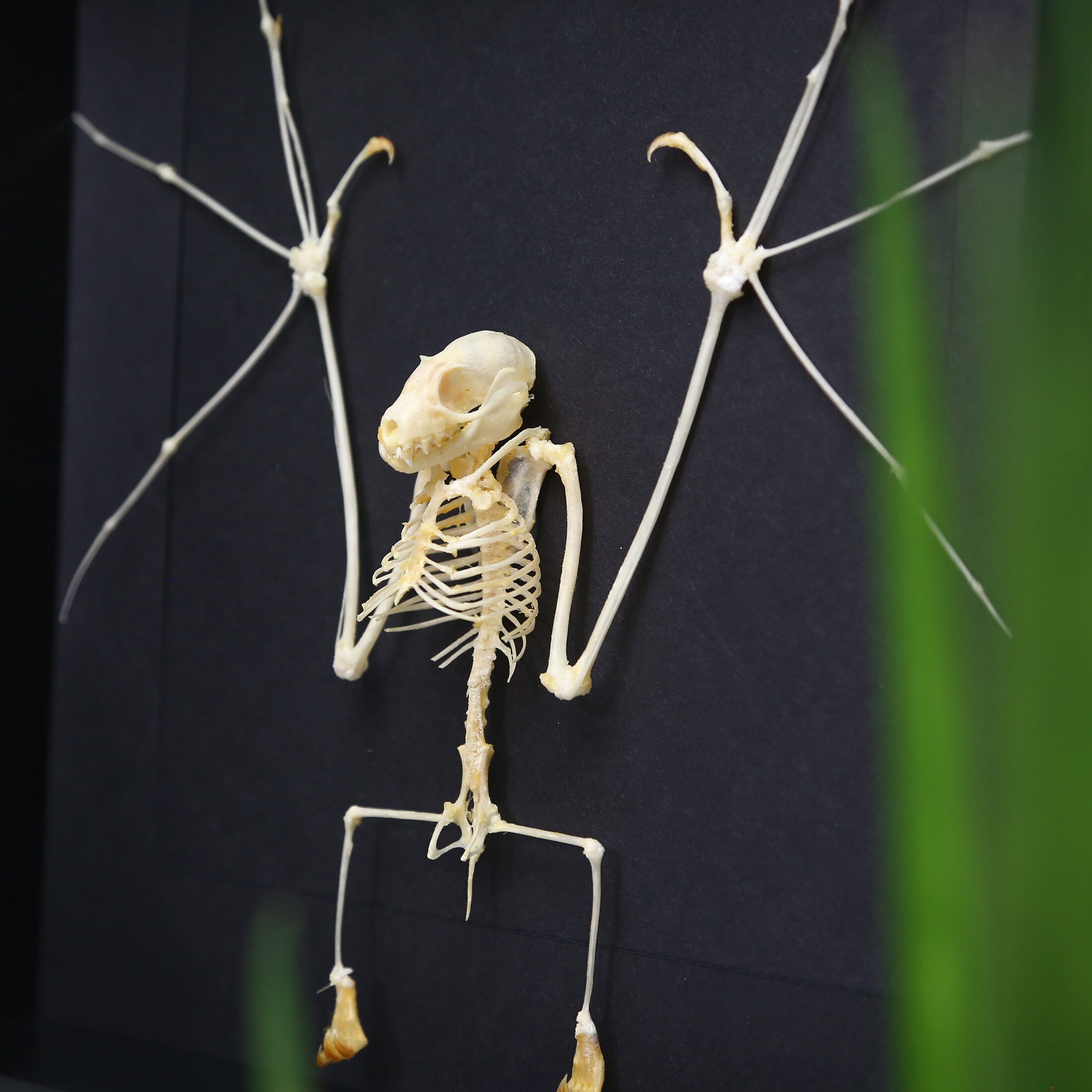Greater ShortNosed Fruit Bat skeleton Cynopterus sphinx Etsy