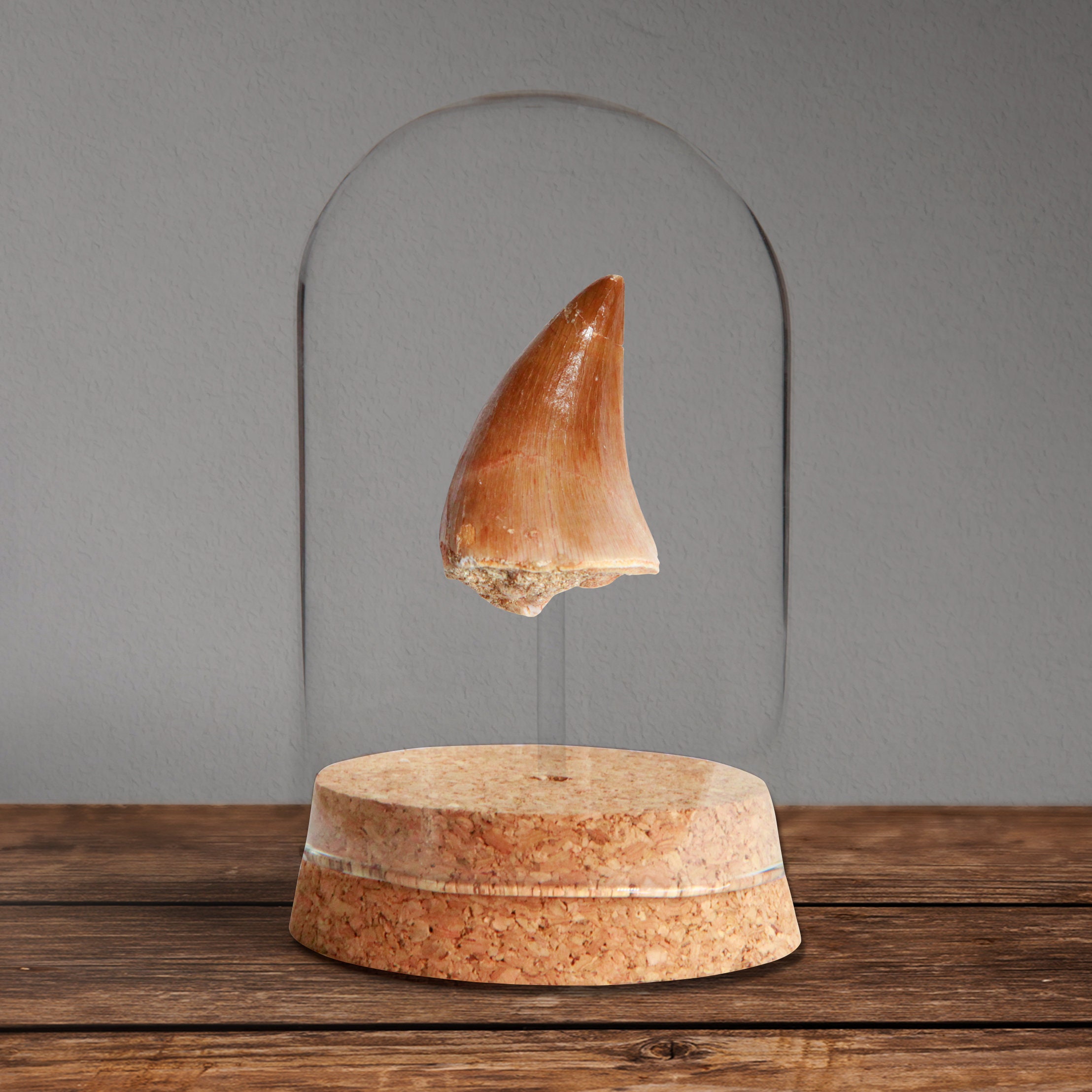 Mosasaurus Tooth Glass Bell Jar (90 million years old) Jurassic Perio…