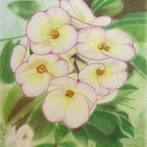 CROWN OF THORNS flower painting in color pencil 100% cotton paper 11” x 14”