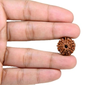 7 Mukhi Rudraksha Nepal Fine IGL Certified Bead (18-20 mm, Brown)