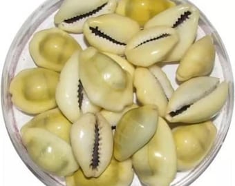 Yellow kodiya for Pooja | Yellow Lakshmi Gavvalu Original Set of 11 Pcs Cowri || Peeli/Yellow Kawri or Kodi