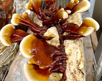 Hongos Reishi secos, cultivados en Estados Unidos. Cuerpos fructíferos secados según pedido.