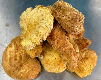 Setas secas Lions Mane, cultivadas en Estados Unidos. Cuerpos fructíferos secados según pedido.