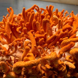 Op de afbeelding: Close-up van een cluster van feloranje koraalzwammen. De paddenstoelen hebben een getextureerd oppervlak en zijn gerangschikt in een dicht, organisch patroon.
