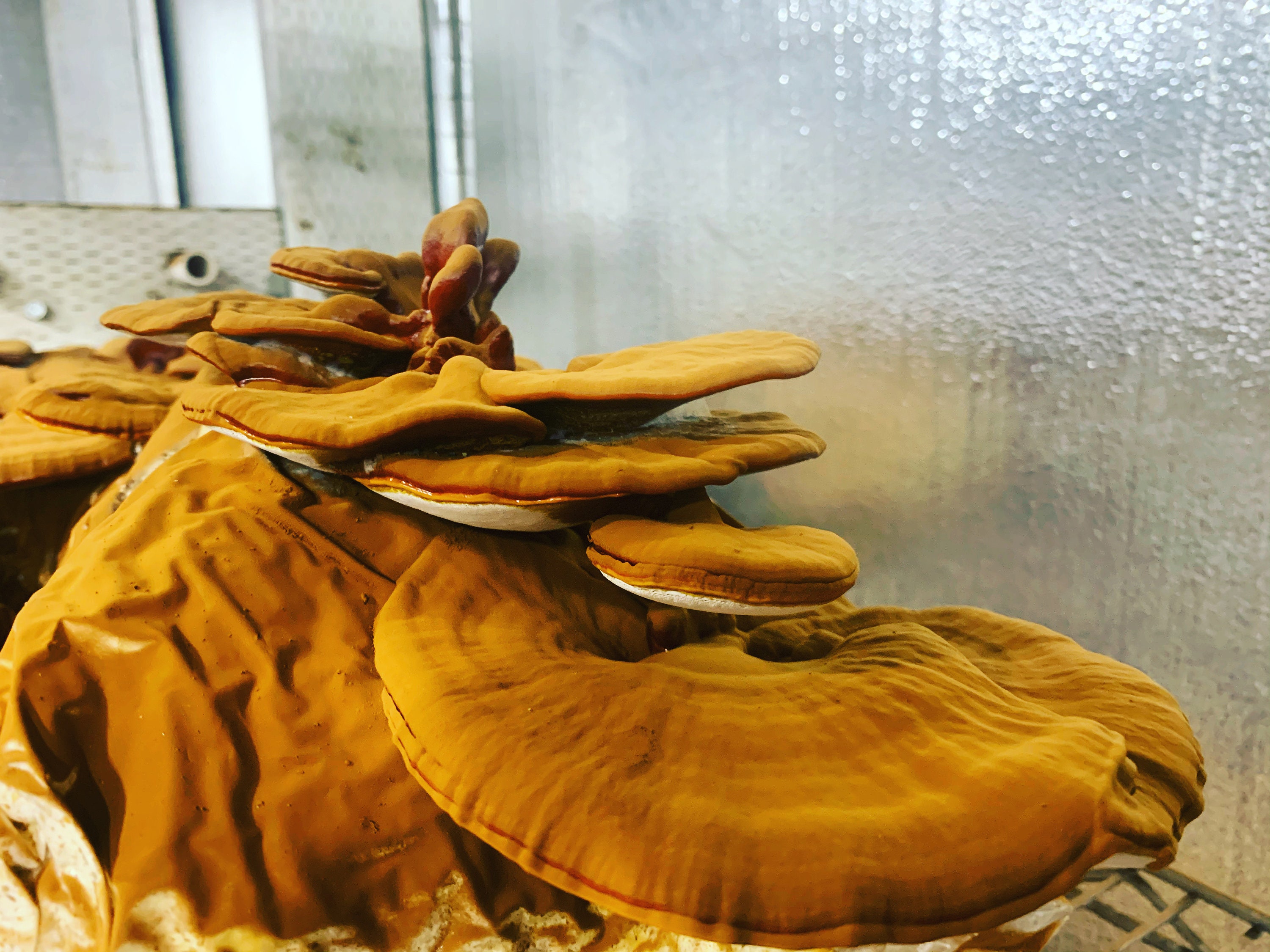 Dry Reishi Mushrooms, Cultivated in the USA. Fruiting Bodies Dried to