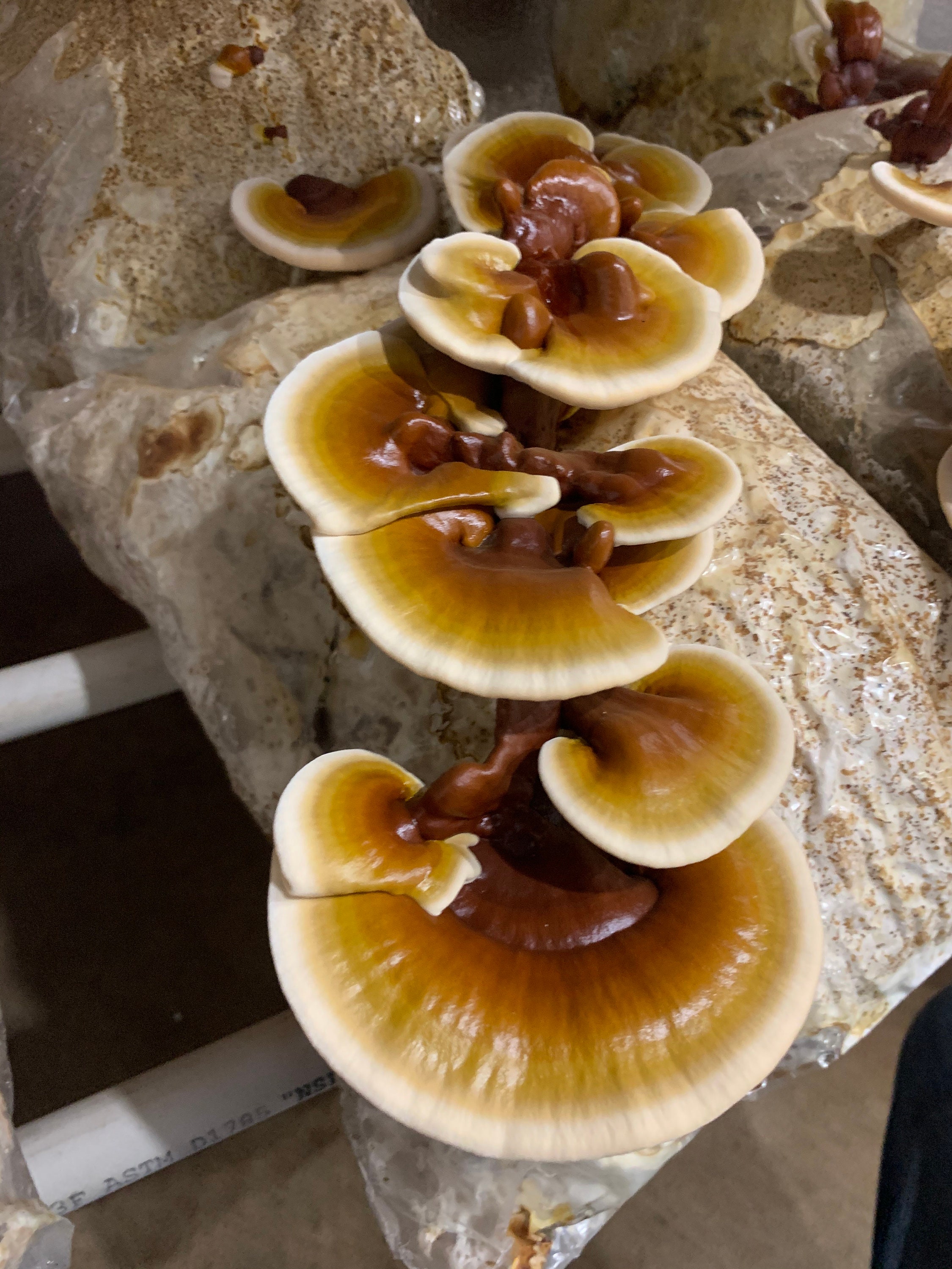 Dry Reishi Mushrooms, Cultivated in the USA. Fruiting Bodies Dried to