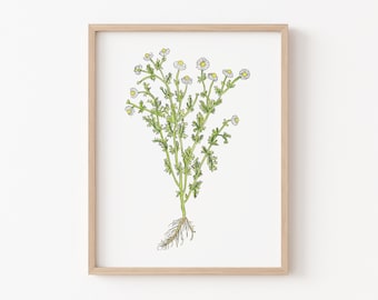 Chamomile flower print,medicinal botanical print,watercolor flower art print,chamomile wall art, aromatherapy print, bedroom wall decor,8x10