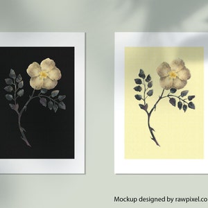 Conjunto de Rosas Silvestres Imprimibles, Rosa Negra y Amarilla, Póster Digital, Descarga Instantánea, Herbario, hierbas, flores, archivo imprimible, PDF, A4