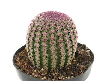 Rainbow Hedgehog Cactus | 2.5 inch | Echinocereus Rigidissimus | Rare Cactus | Live Cactus Plant | House Plant | Succulent | Rare Plant