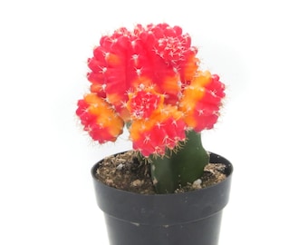 Moon Cactus Red & Yellow | 2.5 inch | Gymnocalycium Mihanovichii | Live Cactus Plant | Small Cactus | House Plant | Succulent | Indoor Plant