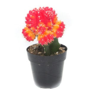 May include: A vibrant, potted cactus with a striking red and orange top. The cactus sits in a small, black plastic pot filled with soil. The plant's green stem contrasts with the colorful top, creating a visually appealing display. The background is plain white.
