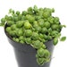 see more listings in the Hanging Plants section