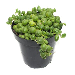 String of Pearls | 3.5 inch | Senecio Rowleyanus | Live Hanging Plant | House Plant | Succulent | Indoor Plant | Hanging Succulent