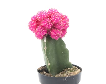 Moon Cactus Pink | 2.5 inch | Gymnocalycium Mihanovichii | Live Cactus Plant | Small Cactus | House Plant | Succulent | Indoor Plant
