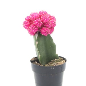 Moon Cactus Pink | 2.5 inch | Gymnocalycium Mihanovichii | Live Cactus Plant | Small Cactus | House Plant | Succulent | Indoor Plant