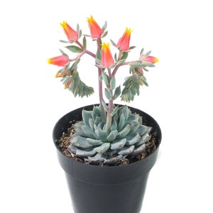 Minima | Small | Echeveria Minima | Live Succulent Plant | Mini Succulent | House Plant | Succulent | Indoor Plant | Rosette Succulent