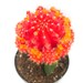 see more listings in the Cactus Collection section