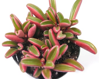 Ruby Glow Peperomia | 3.5 inch | Peperomia Plant | Peperomia Graveolens | Live Succulent Plant | House Plant | Succulent | Indoor Plant