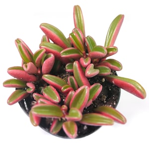 May include: A small potted succulent plant with green and red leaves. The leaves are long and narrow, with a pointed tip. The plant is in a black pot.