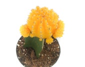Moon Cactus Yellow 3.5 inch Gymnocalycium Mihanovichii Live Cactus Plant Small Cactus House Plant Succulent Indoor Plant