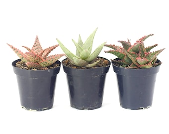Aloe Variety 3 Pack | Live Aloe Plant | House Plant | Succulent | Indoor Plant | Small Aloe | Aloe Gift | Colorful Aloe Hybrid | Plant Gift