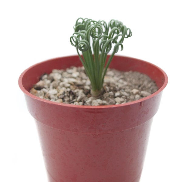 Frizzle Sizzle | 4 inch | Corkscrew Albuca | Albuca Spiralis | Live Succulent Plant | House Plant | Succulent | Indoor Plant | Rare Plant