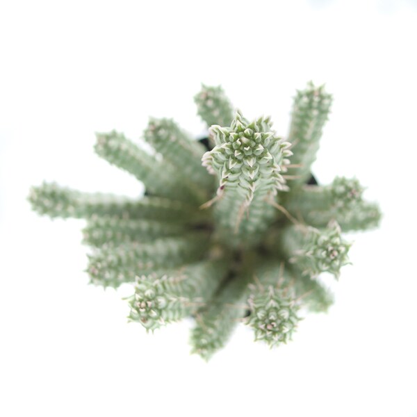 Variegated Corn Cob Cactus | 2.5 inch | Euphorbia Mammillaris | Live Cactus Plant | Small Cactus | House Plant | Succulent | Indoor Plant