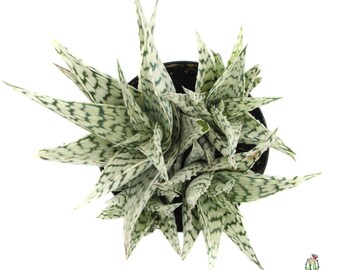 Aloe Blizzard | 3.5 inch | Variegated Aloe | Aloe Hybrid | Live Aloe Plant | Small Succulent | House Plant | Succulent | Indoor Plant