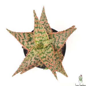 Aloe Fire Cracker | 3.5 inch | Aloe Hybrid | Live Aloe Plant | Small Succulent | House Plant | Succulent | Indoor Plant | Rare Plant