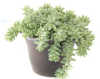 Donkey Tails | 6 inch | Burro's Tail | Sedum Burrito | Live Succulent Plant | Hanging Plant | House Plant | Succulent | Indoor Plant