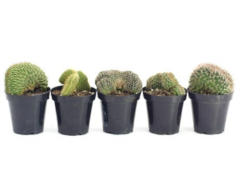 Crested Cactus Variety 5 Pack | Live Cactus Plant | House Plant | Succulent | Indoor Plant | Rare Cactus | Cactus Gift | Crested Cactus