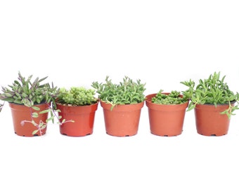 Hanging Plant Variety 5 Pack | Live Hanging Plant | House Plant | Succulent | Indoor Plant | Hanging Succulent | Hanging Succulent Gift