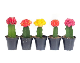 Moon Cactus Variety 5 Pack Large | Live Cactus Plant | House Plant | Succulent | Indoor Plant | Small Cactus | Cactus Gift | Colorful Cactus