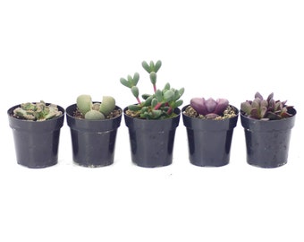 Living Stone Variety 5 Pack | Live Succulent Plant | Mini Plant | House Plant | Succulent | Indoor Plant | Low Maintenance Plant