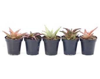 Aloe Variety 5 Pack | Live Aloe Plant | House Plant | Succulent | Indoor Plant | Small Aloe | Aloe Gift | Colorful Aloe Hybrid | Plant Gift