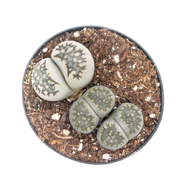 Lithops Stone Faces | 2.5 inch | Living Stones | Lithops | Live Mimicry Plant | Live Succulent | House Plant | Succulent | Indoor Plant