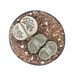Lithops Stone Faces | 2.5 inch | Living Stones | Lithops | Live Mimicry Plant | Live Succulent | House Plant | Succulent | Indoor Plant 