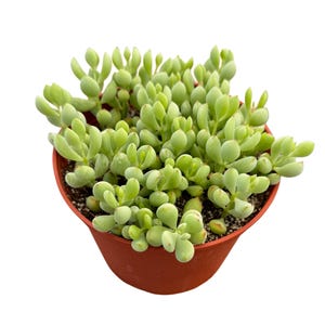 Op de afbeelding: Een vetplant in een pot met lichtgroene, afgeronde bladeren. De plant staat in een terracotta pot en de bladeren zijn dicht opeengepakt. De plant heeft een levendige groene kleur en de pot heeft een warme, aardse tint.