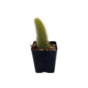 May include: A small, green cactus with yellow tips, planted in a black square pot. The cactus has a slightly curved shape and is surrounded by soil and small rocks. The background is plain white.