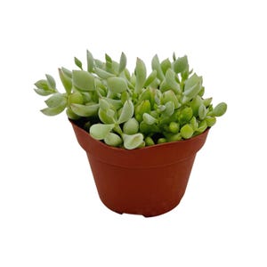 Op de afbeelding: Een kleine vetplant in een bruine plastic pot. De plant heeft lichtgroene, vlezige bladeren en stengels. De bladeren zijn afgerond en dicht opeengepakt. De levendige groene kleur van de plant contrasteert met de bruine pot. De pot heeft een diameter van ongeveer 10 cm.
