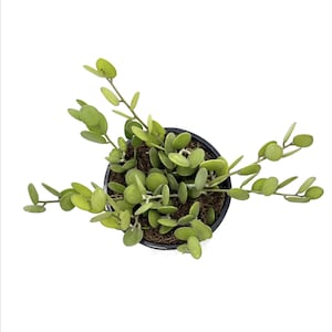 May include: A top-down view of a Dischidia nummularia plant, commonly known as a string of nickels, featuring numerous small, round, light green succulent leaves arranged along thin, trailing stems planted in a black plastic pot.