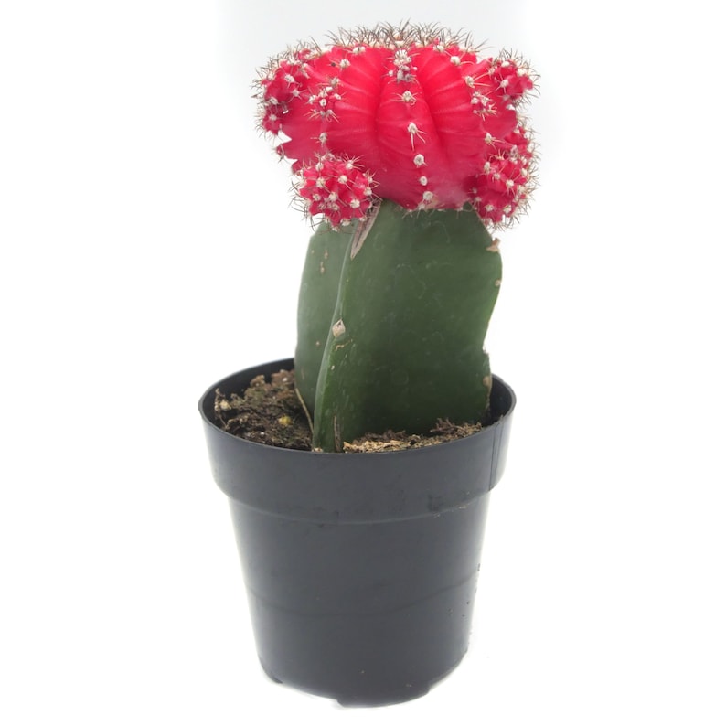 Moon Cactus Red 2.5 inch Gymnocalycium Mihanovichii Live Cactus Plant Small Cactus House Plant Succulent Indoor Plant image 1