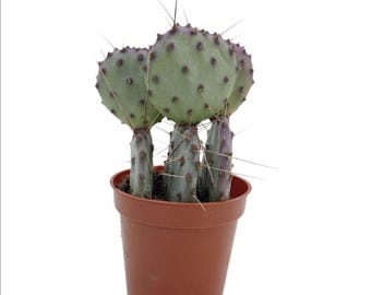 Purple Prickly Pear | 3.5 inch | Opuntia macrocentra