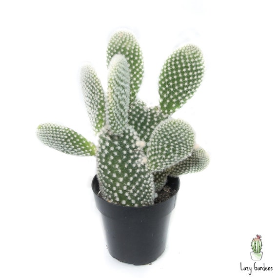 Nala ナラ　Cactus all in one Opuntia Microdasys Monstrose Var. Pallida – Kesslers Cacti