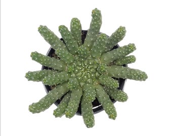 Medusa Head Euphorbia | 3.5 inch | Euphorbia inermis